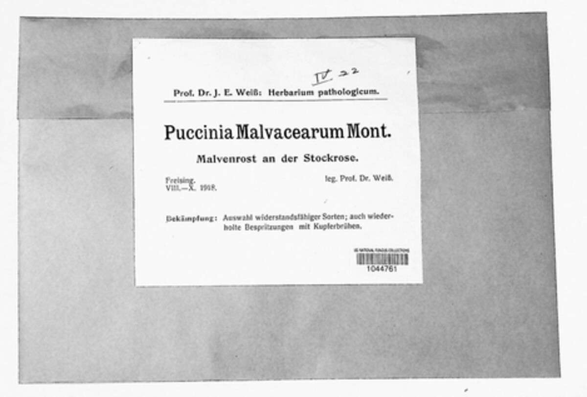 Puccinia malvacearum image